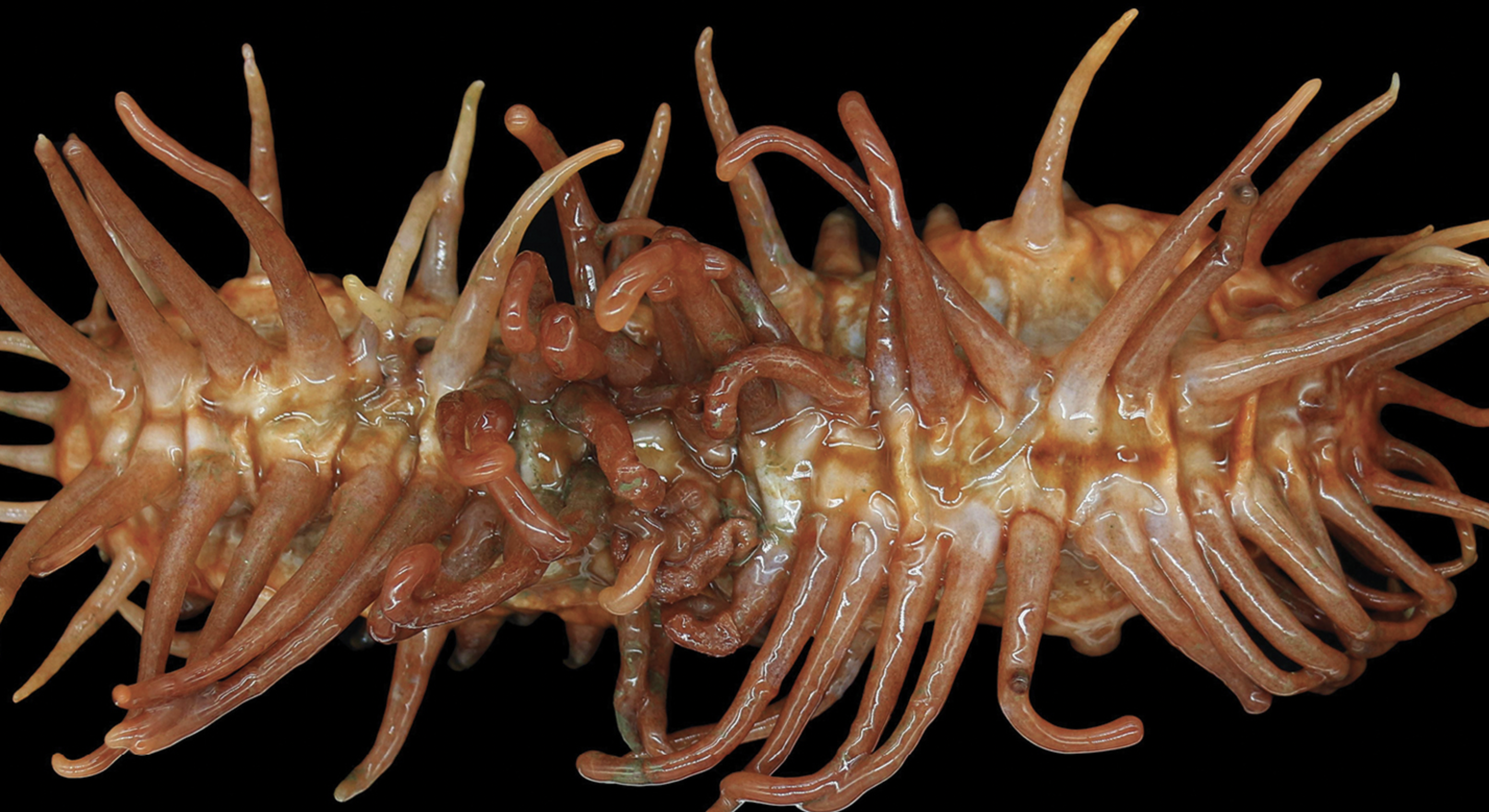 Ces nouvelles espèces de concombres de mer ont un surprenant point en commun