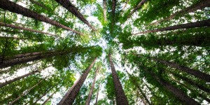 Planter des arbres au mauvais endroit pourrait occasionner un risque pour le climat, selon une étude