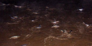 Pleine lune et orgies marines : le rituel insolite des ces poissons en Californie en péril