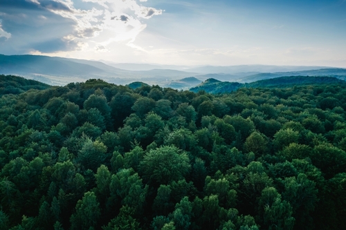 Préserver l’avenir de nos forêts : ce que peut apporter la recherche