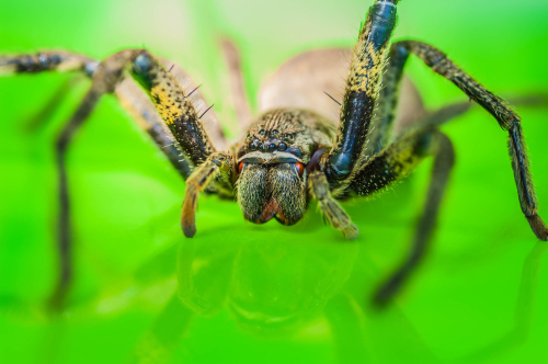 La reine des araignées : découvrez le poids étonnant de la mygale Goliath, la plus imposante de toutes