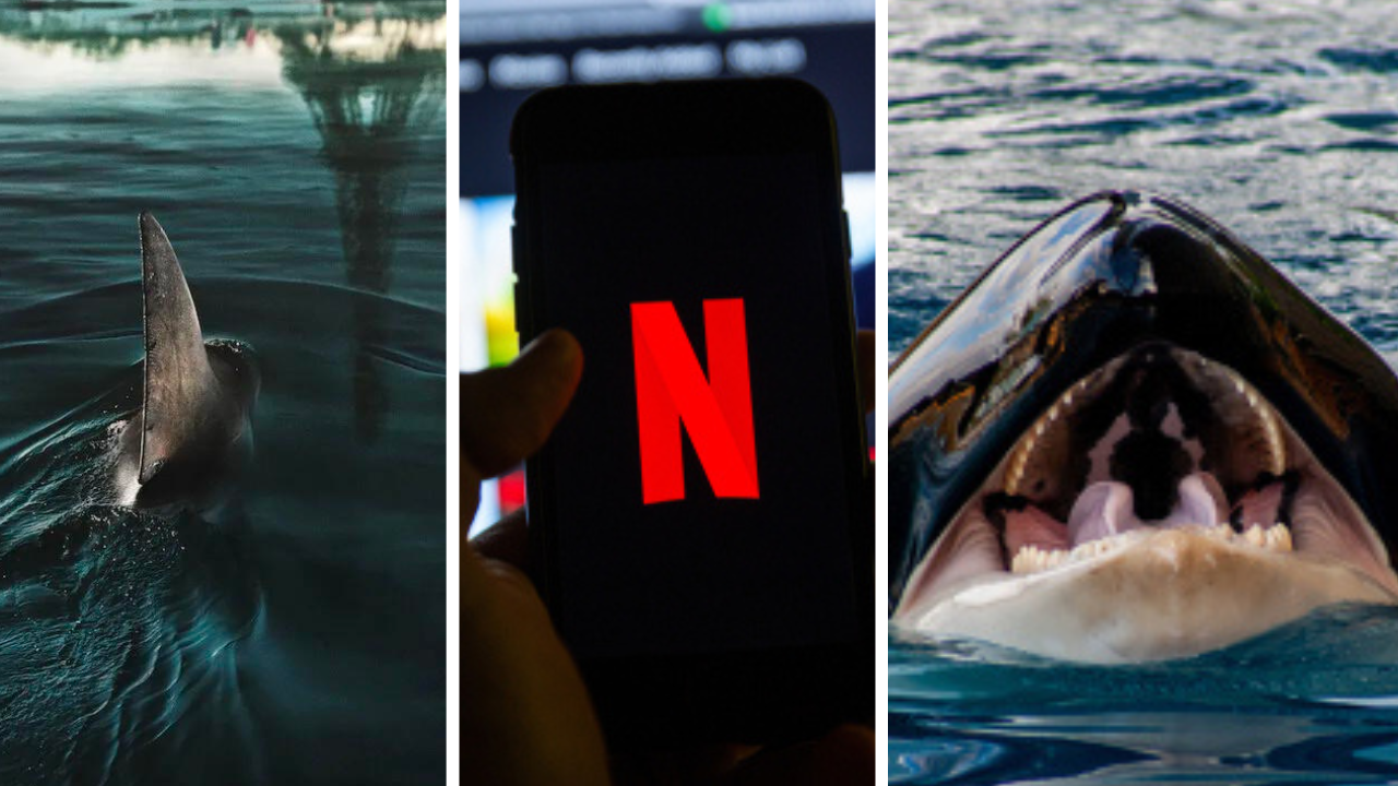 Un requin dans la Seine ? Ce film Netflix vous rappellera ces 4 animaux insolites vraiment retrouvés dans le fleuve