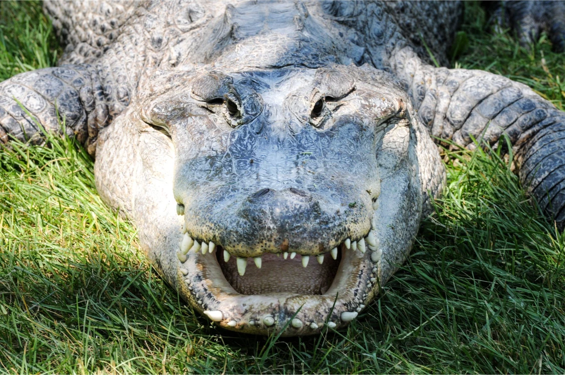 Le secret surprenant derrière… l’érection permanente des alligators