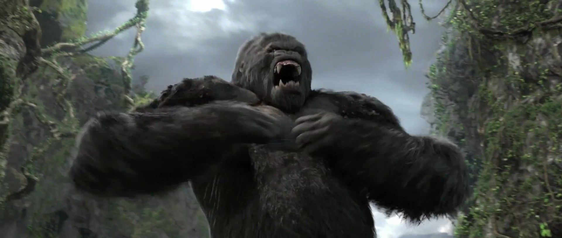 Les secrets des gorilles révélés : pourquoi se battent-ils le torse ?