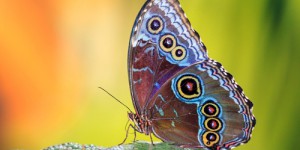 Secrets de jardinage : voici comment multiplier la population de papillons jusqu’à 93 % dans votre jardin