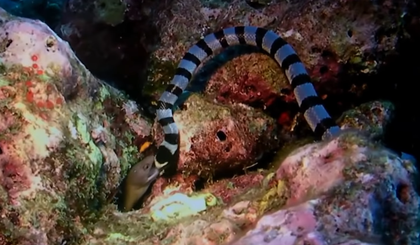 Stupeur sous-marine: cette séquence d’un serpent qui régurgite une anguille fait parler d’elle !