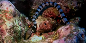 Stupeur sous-marine: cette séquence d’un serpent qui régurgite une anguille fait parler d’elle !