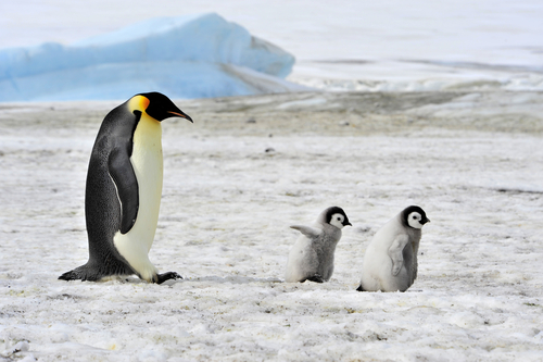 La survie des manchots empereurs compromise à la fin du siècle par la fonte de la glace en Antarctique, les constats alarmant d’une étude