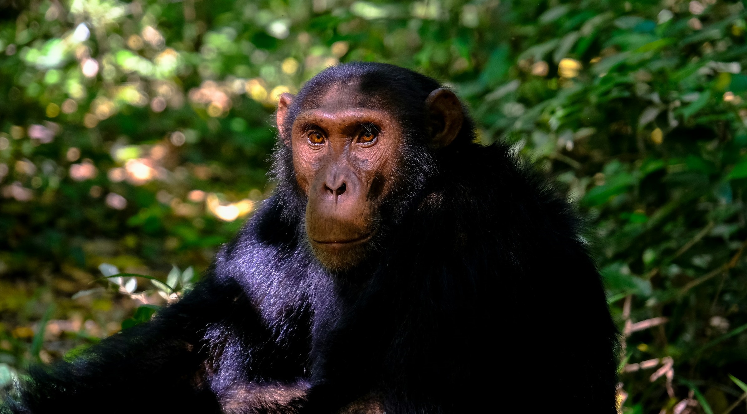 Un tiers des grands singes d’Afrique en péril à cause de l’extraction de métaux pour batteries, selon une étude
