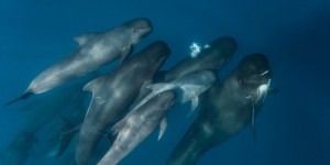 Trésors de la faune sous-marine : ces cétacés que l’on peut croiser près des côtes en France