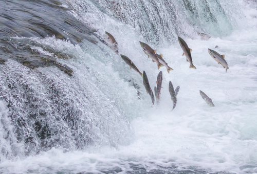 Une véritable scène d’horreur : cet accident de la route a coûté la vie de 25 000… saumons