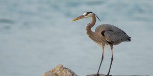 En 2100, la hausse du niveau de la mer Méditerranée submergera les territoires de centaines d’espèces animales, notamment les oiseaux d’eau