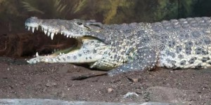 Armure naturelle, vitesse, puissance… Le crocodile de Cuba est un animal unique en son genre