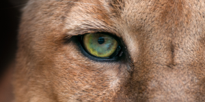 Beauté de la nature : quel animal se cache derrière cet œil captivant ?