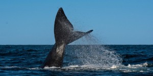 Le cadavre d’une baleine en voie d’extinction retrouvé sur la proue d’un bateau de croisière dans le port de New-York