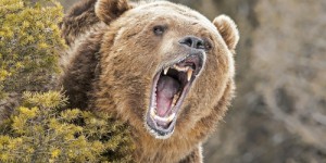 Canada : un violent combat entre un grizzly et un ours noir a été capturé en vidéo