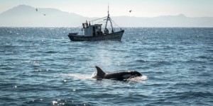 Incident maritime : des orques coulent un voilier de 15 mètres à Gibraltar, deux passagers sauvés