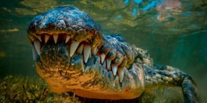 Lolong, ce crocodile géant de plus d’une tonne qui marqua le monde animal