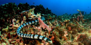 Mystère des profondeurs: le serpent de mer qui a amusé la toile en régurgitant une anguille