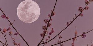 Pleine Lune des Fleurs mai 2024 : heure, signification, tout savoir sur la pleine Lune du 23 mai