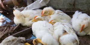 La prochaine pandémie  ? La grippe aviaire, une pandémie silencieuse qui décime les animaux