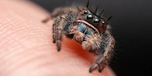 Rencontre Inattendue : une nouvelle espèce d’araignée sauteuse minuscule arrive en Grande-Bretagne