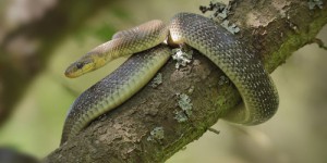Rencontre reptilienne : lors d’une balade à Bourges, ils tombent sur un gros serpent