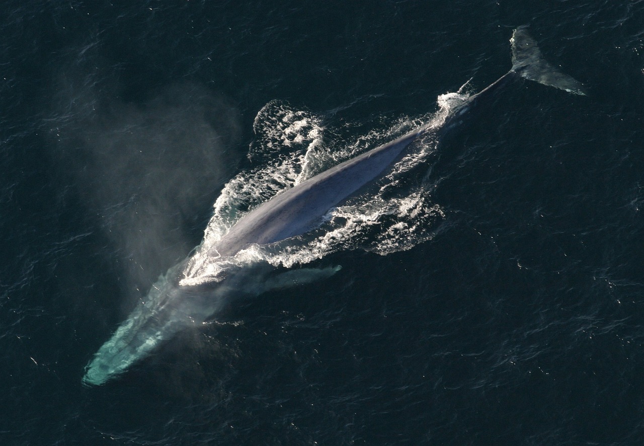 La suprématie sonore de la baleine bleue : l’animal le plus bruyant du monde