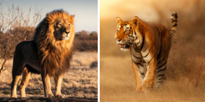 Tigre vs Lion : qui dominera l’autre dans un combat entre ces géants du monde animal ?