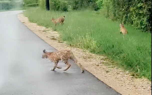Vidéo d’une rencontre époustouflante : une automobiliste filme trois lynx en pleine promenade dans le Jura !