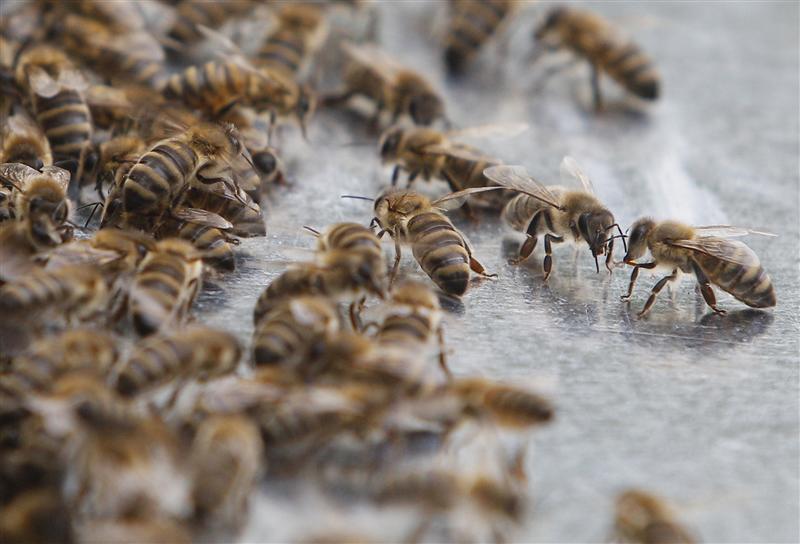 L'inquiétant phénomène : pourquoi les abeilles disparaissent