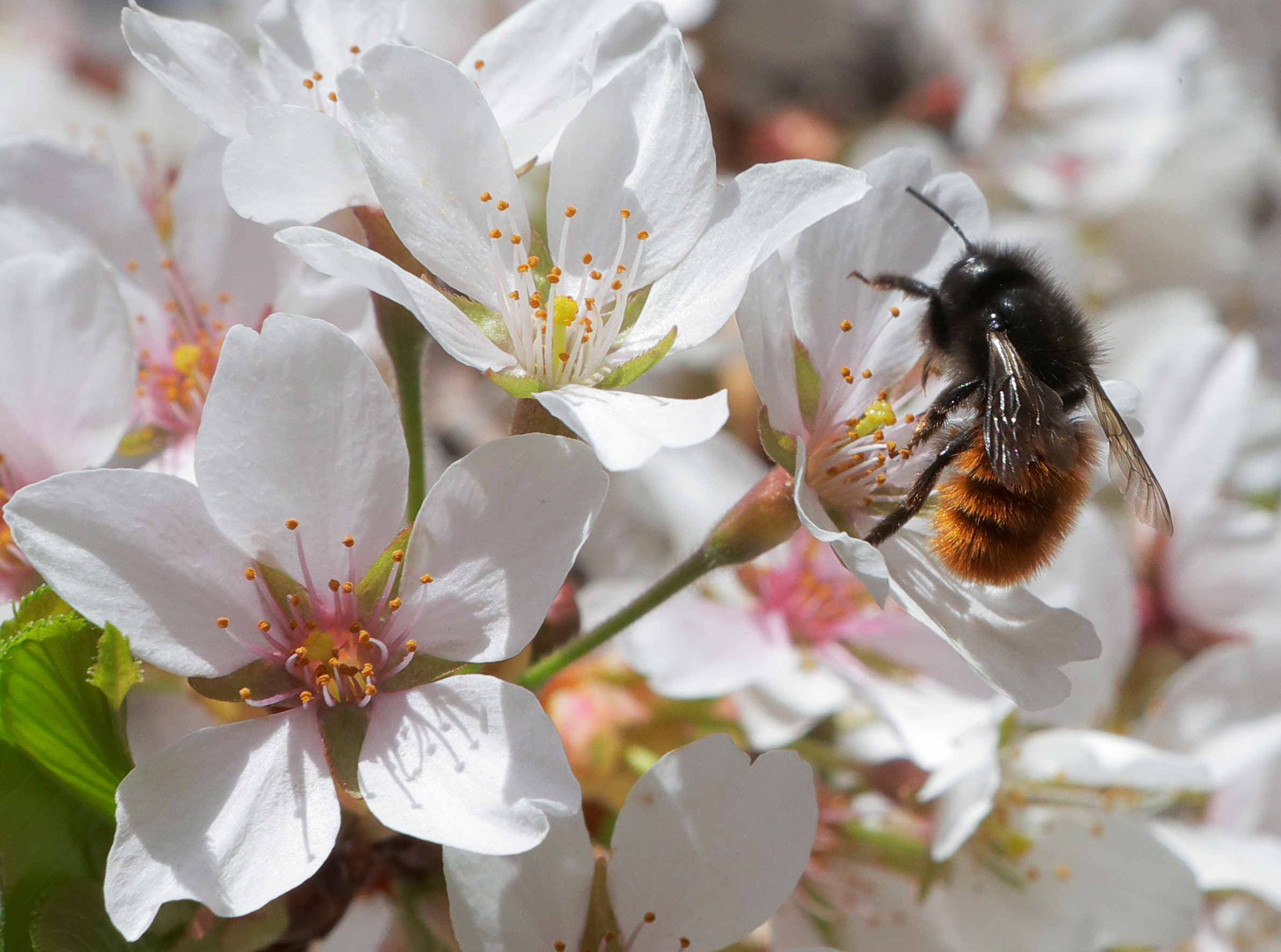 Le Conseil d’État autorise le retour temporaire des néonicotinoïdes « tueurs d’abeilles »