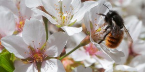 Le Conseil d’État autorise le retour temporaire des néonicotinoïdes « tueurs d’abeilles »