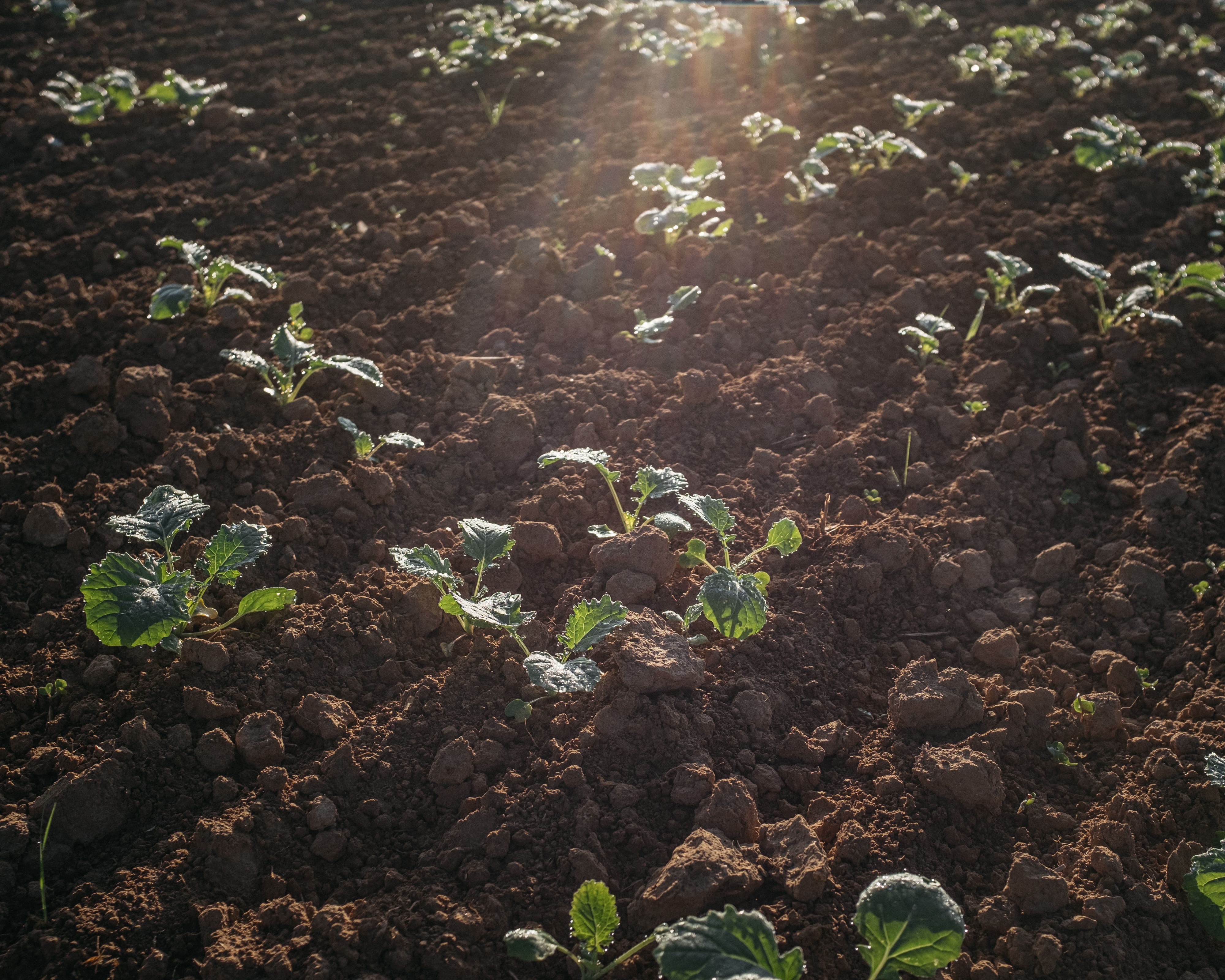 Gaïago veut améliorer la rémunération des agriculteurs grâce au carbone stocké dans les sols