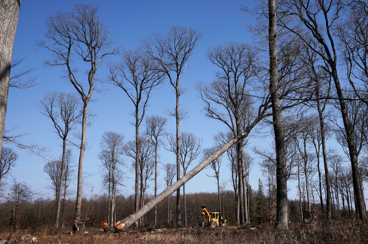 Bruxelles veut davantage protéger des forêts : inquiète pour ses revenus, la filière fulmine