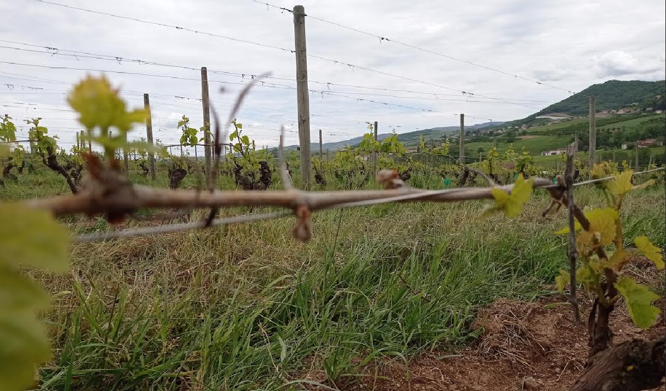 Changement climatique : comment les viticulteurs s'adaptent en Auvergne Rhône-Alpes ?