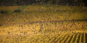 'Bouteille plus légère' et 'agroforesterie' : les vins de Bourgogne visent la neutralité carbone
