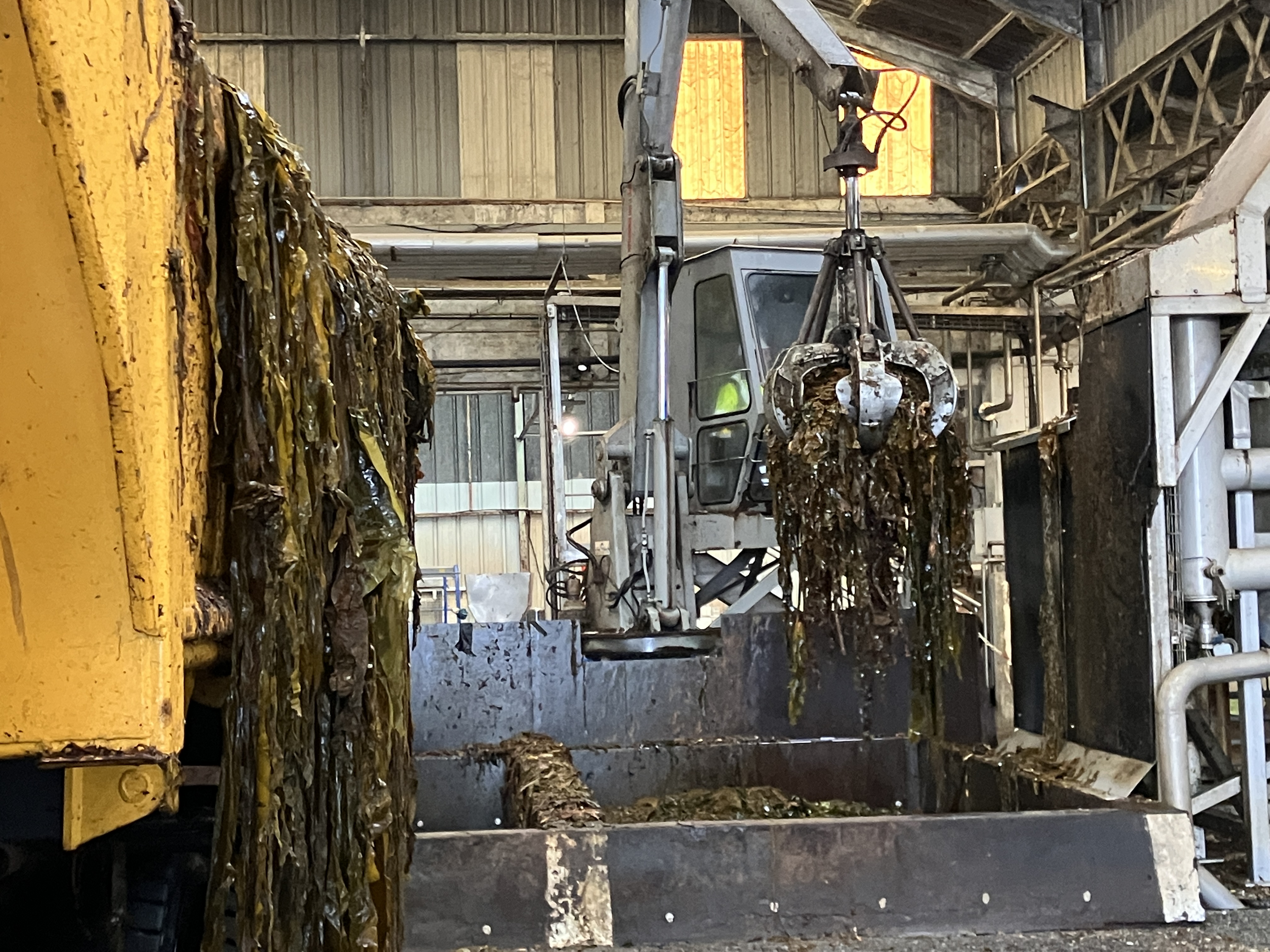 Le breton JRS Marine Products mise sur l'essor des produits biosourcés issus des algues brunes