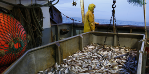 Pêche bretonne : les écologistes échouent à faire adopter un vœu sur les aires marines protégées