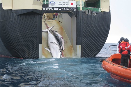  Japon, Islande, Norvège : pourquoi ils continuent de chasser la baleine