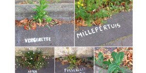 A Nantes, une mystérieuse graffeuse nomme les plantes des rues
