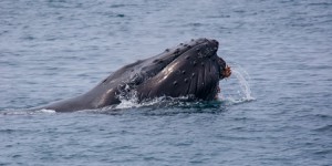 L'urine de baleine nous sauvera-t-elle du changement climatique ?