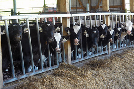 La ferme des 1 000 vaches accueille ses premières pensionnaires