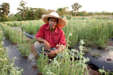 Au Paraguay, ils cultivent la stévia sans pesticides