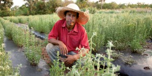 Au Paraguay, ils cultivent la stévia sans pesticides