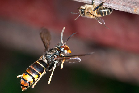 Pour protéger les abeilles des frelons asiatiques, testez la muselière 