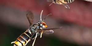 Pour protéger les abeilles des frelons asiatiques, testez la muselière 