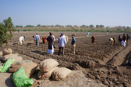 Comment cet agriculteur cultive ses patates sur un sol salé
