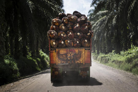 En 2015, l'huile de palme ne sera toujours pas durable