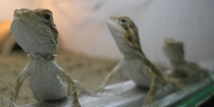 Les lézards mâles deviendront femelles avec le changement climatique